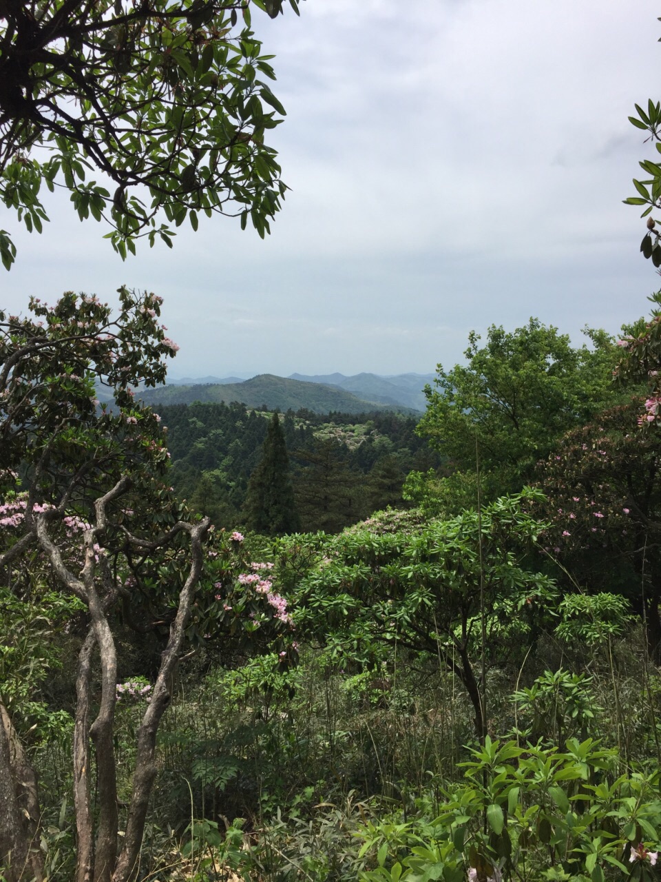 華頂國家森林公園攻略，探索自然之美的絕佳路線，華頂國家森林公園探索自然之美的絕佳攻略